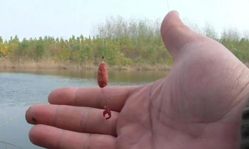 红虫钓鱼注意事项是什么？
