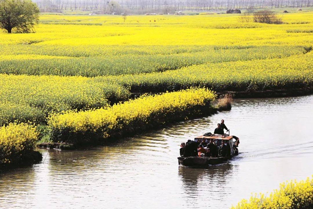 中国最美十大油菜花之一，如何玩转江苏兴化？这几个地方别错过！