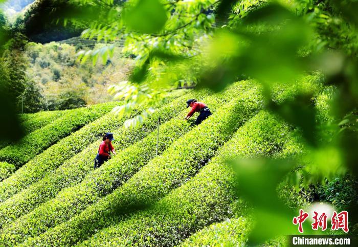 福建南平：生态茶园采茶忙