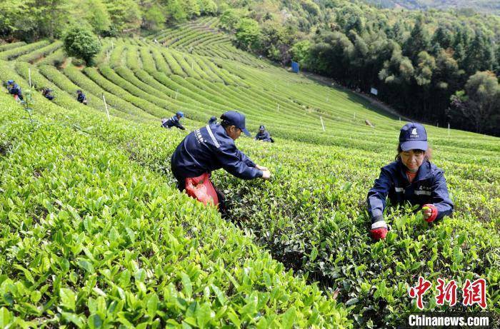 福建南平：生态茶园采茶忙