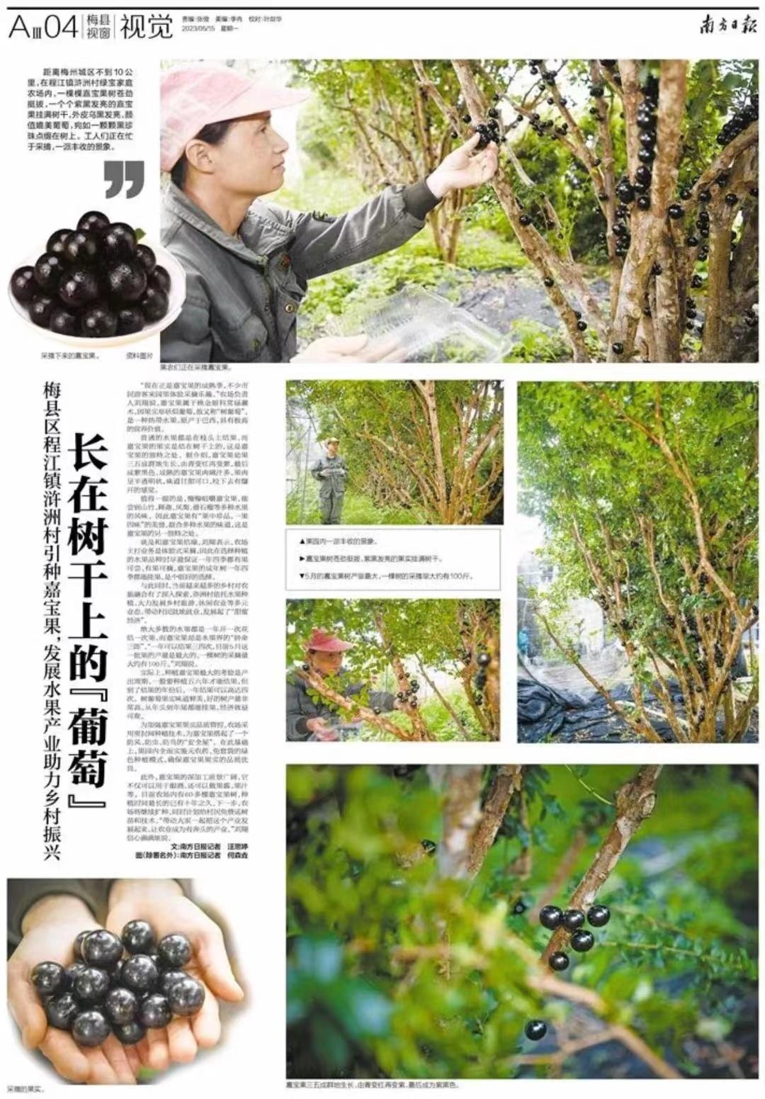 在梅县区浒洲村丰收了，水果界的“拼命三郎”