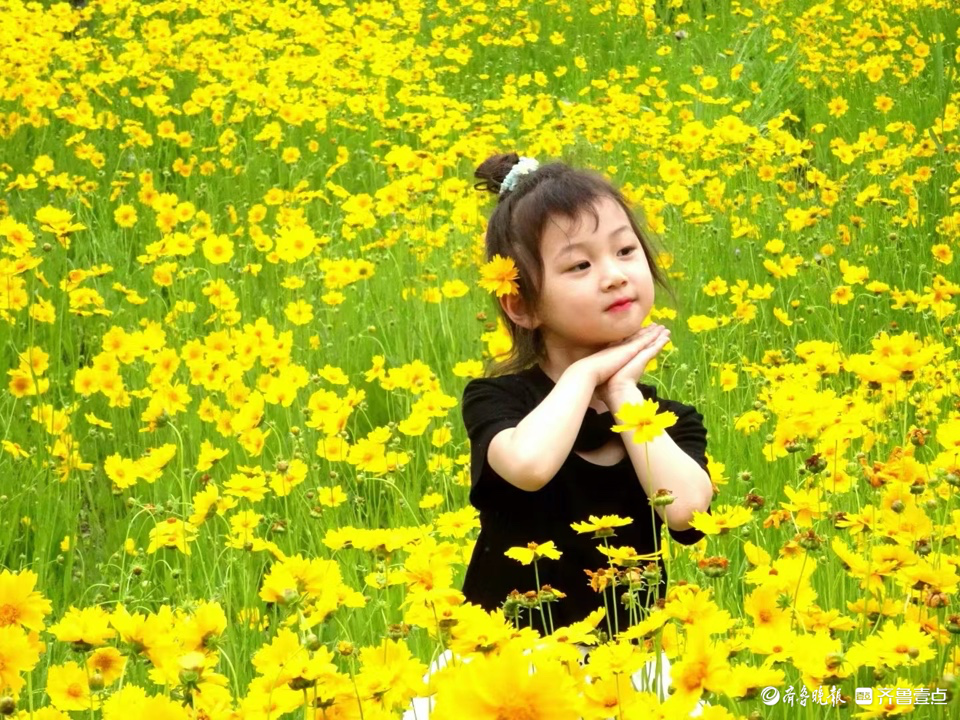 行摄华山——金鸡菊花丛中的小可爱