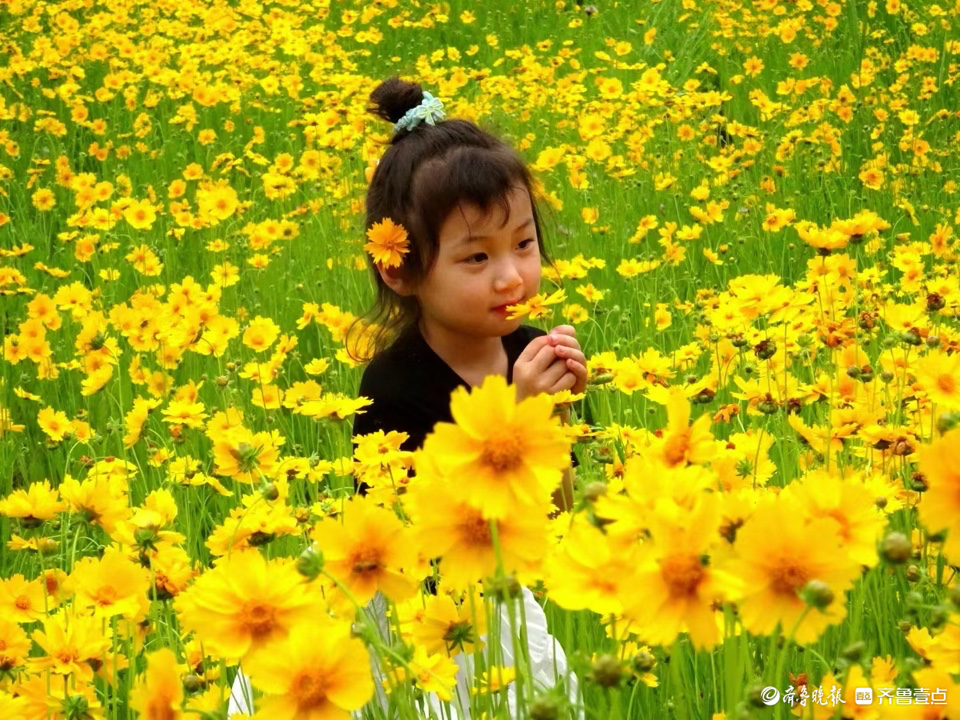 行摄华山——金鸡菊花丛中的小可爱