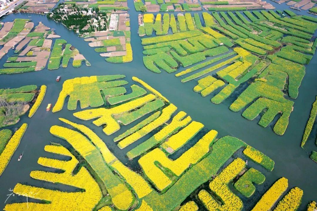 中国最美十大油菜花之一，如何玩转江苏兴化？这几个地方别错过！